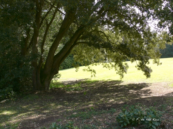 Bois des Moutiers (25) avril 2012